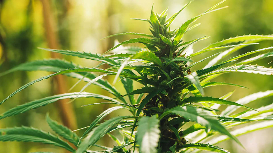 What Is THC?