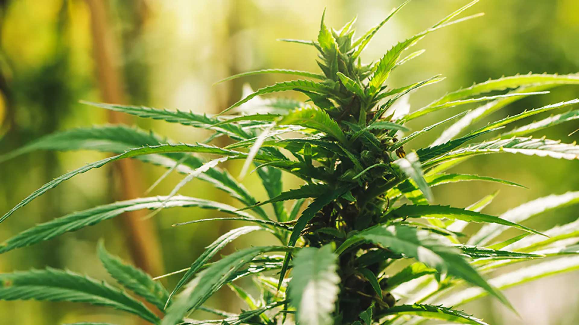 What Is THC?