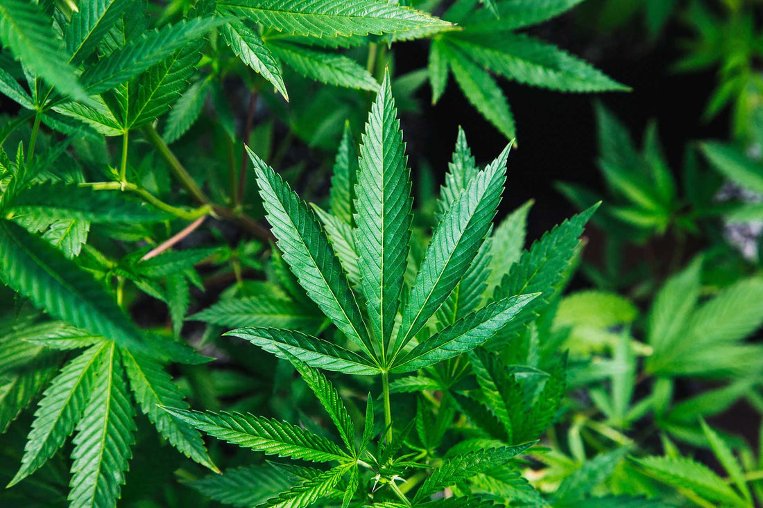 What Is the Difference Between Hemp and Marijuana?