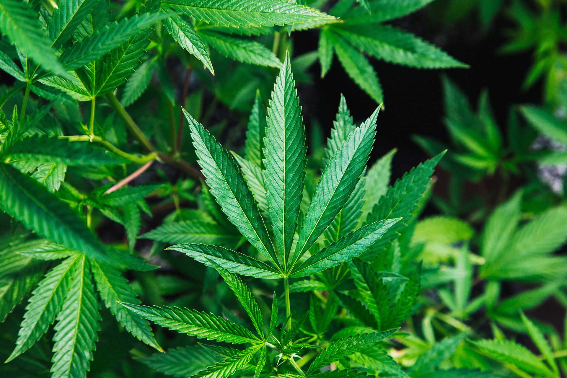 What Is the Difference Between Hemp and Marijuana?