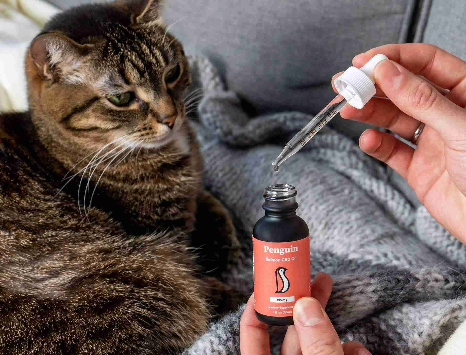 CBD For Furry Friends & Pets