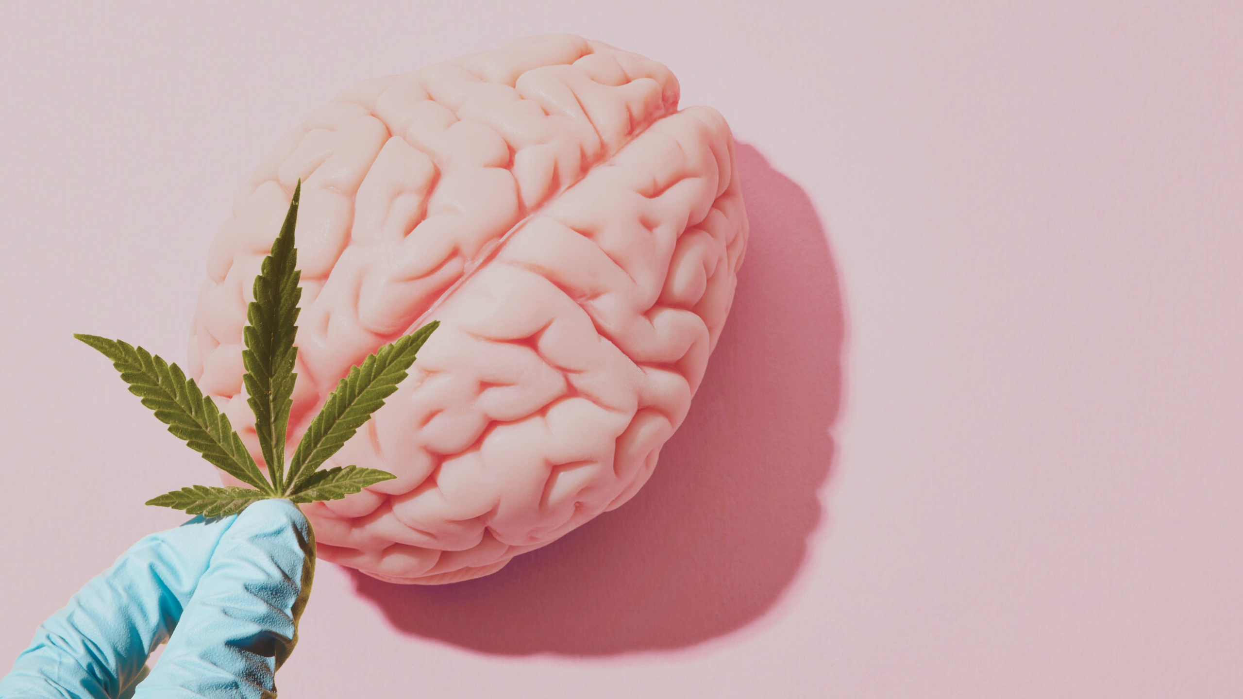 CBD & The Brain