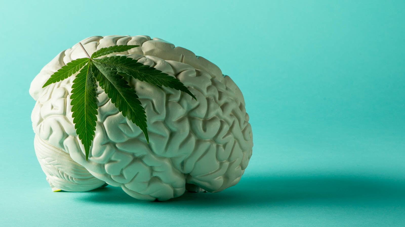 What Is the Endocannabinoid System?