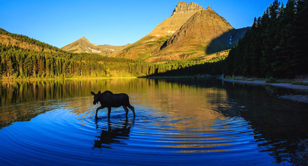 CBD Oil in Montana: Laws and the CBD Landscape
