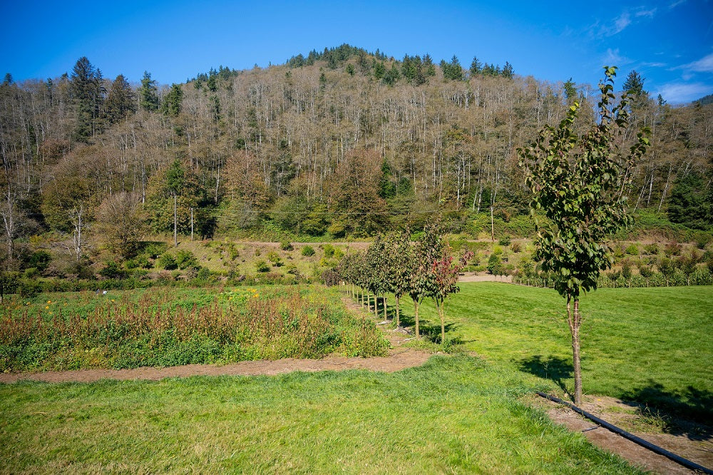 Growing Pure: Discover Oregon's Natural, Clean Hemp
