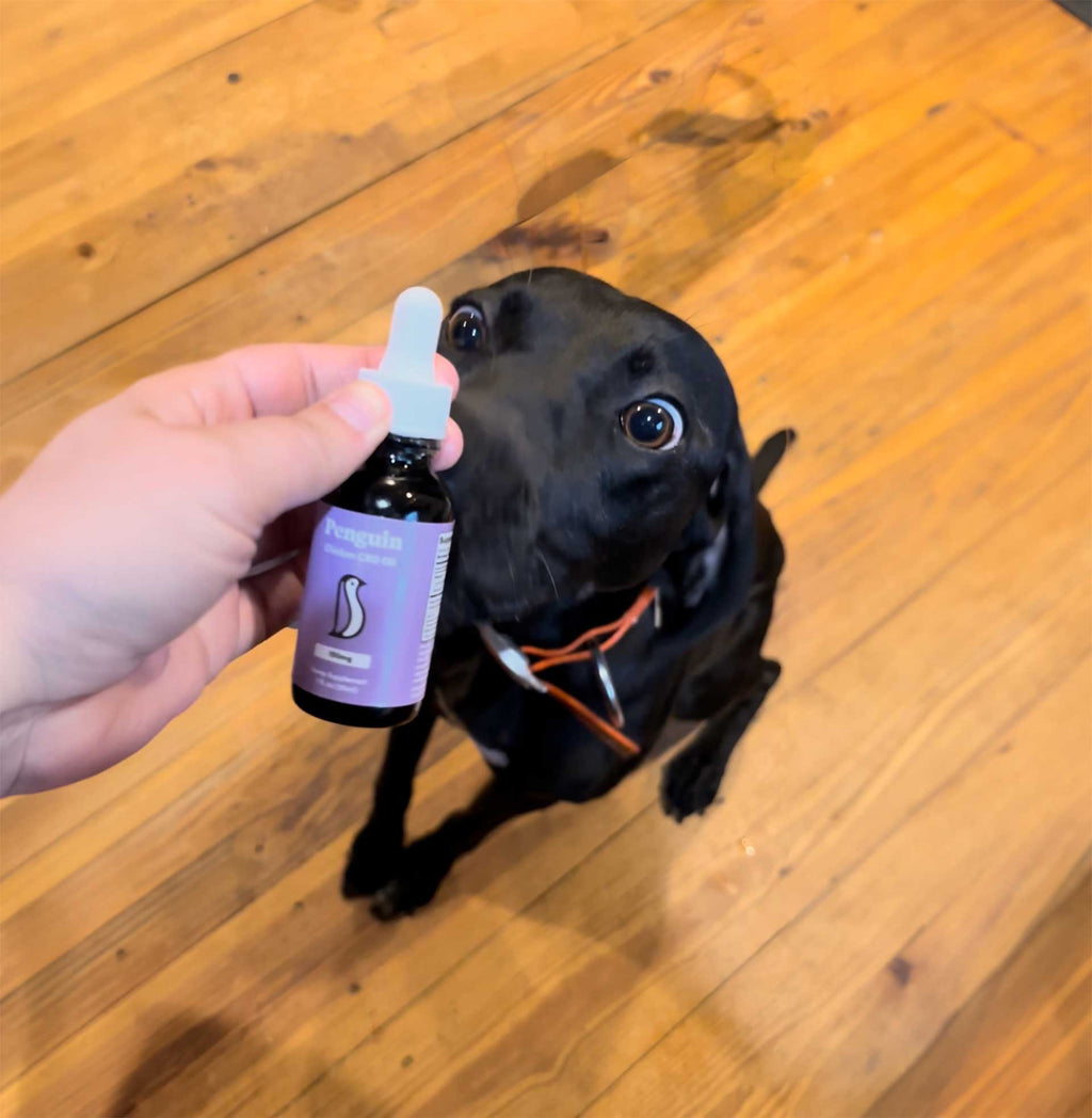 Dog Oil